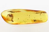 Superb Detailed Fossil Nursery Web Spider (Pisauridae) In Baltic Amber #343236-2